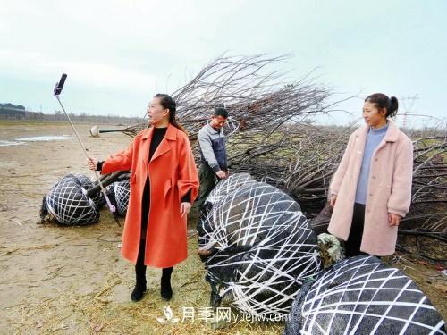 山東苗木業(yè)戶的生意經(jīng)：用抖音帶動(dòng)銷售 ***大一筆成交6000萬(wàn)元(圖1)