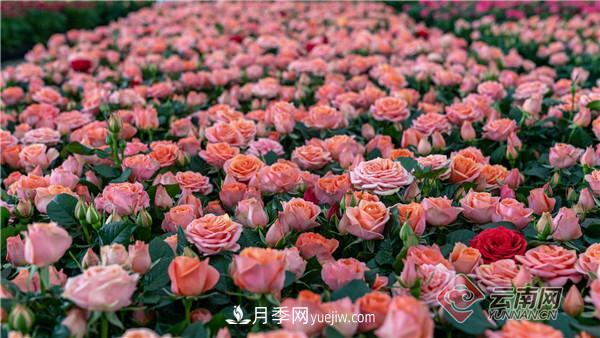 全國(guó)優(yōu)勢(shì)特色產(chǎn)業(yè)推進(jìn)會(huì)，昆明晉寧月季花卉產(chǎn)業(yè)獲點(diǎn)贊(圖2)