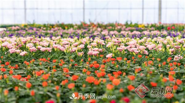 全國(guó)優(yōu)勢(shì)特色產(chǎn)業(yè)推進(jìn)會(huì)，昆明晉寧月季花卉產(chǎn)業(yè)獲點(diǎn)贊(圖3)