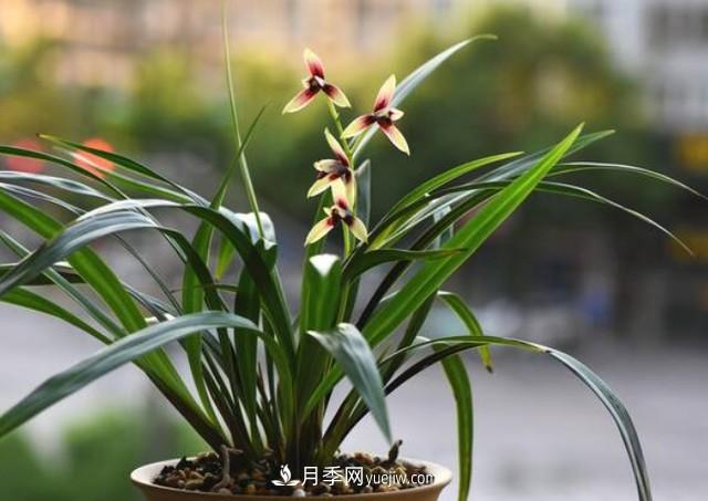 買花卉如何健康有保證！注意這四點(diǎn)(圖1)