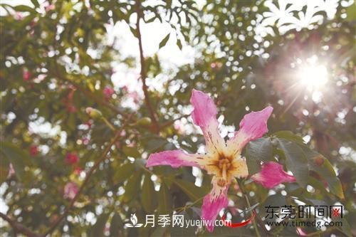 初冬時(shí)節(jié)，東莞市長(zhǎng)安鎮(zhèn)時(shí)令花卉大放異彩令人賞心悅目(圖2)
