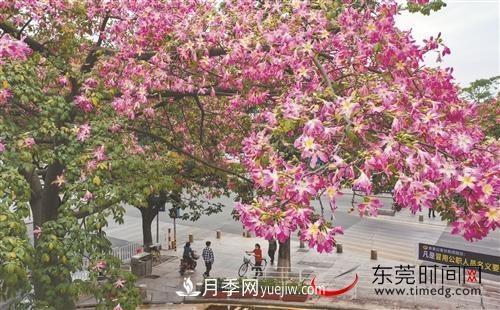 初冬時(shí)節(jié)，東莞市長(zhǎng)安鎮(zhèn)時(shí)令花卉大放異彩令人賞心悅目(圖3)