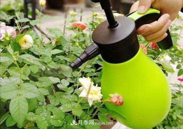 冬天花卉如何澆水？掌握三個澆水原則(圖1)