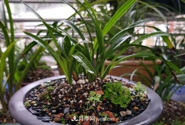 冬天花卉如何澆水？掌握三個澆水原則(圖2)
