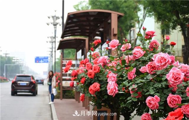 為什么市政園林綠化要選擇種樹狀月季呢？(圖2)