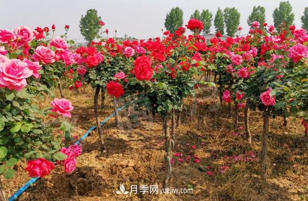 決定樹(shù)狀月季嫁接成活率的要素有哪些？(圖1)