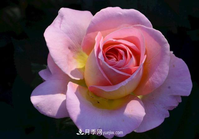 月季花，長得好看，要養(yǎng)好要學(xué)會小技巧(圖1)