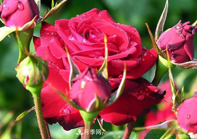月季花，長得好看，要養(yǎng)好要學(xué)會小技巧(圖3)