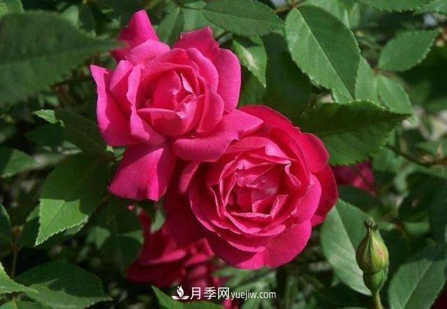 月季花，長得好看，要養(yǎng)好要學(xué)會小技巧(圖2)