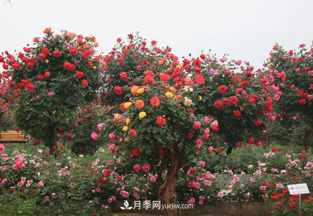 10公分樹(shù)狀月季價(jià)格，供應(yīng)別墅和景點(diǎn)的古樁月季(圖1)