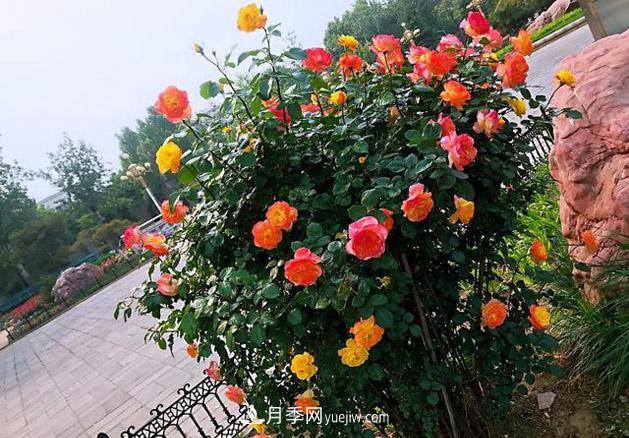 月季樹年年開花滿枝頭，遠(yuǎn)遠(yuǎn)一看像棒棒糖(圖2)