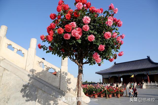 月季樹年年開花滿枝頭，遠(yuǎn)遠(yuǎn)一看像棒棒糖(圖1)