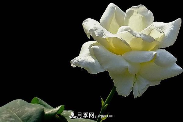 微型月季什么品種***好？微型月季怎么修剪枝葉？(圖2)