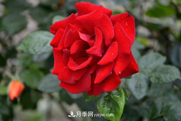 微型月季什么品種***好？微型月季怎么修剪枝葉？(圖3)