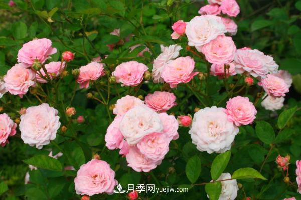 微型月季什么品種***好？微型月季怎么修剪枝葉？(圖1)
