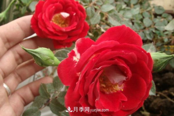 微型月季什么品種***好？微型月季怎么修剪枝葉？(圖8)