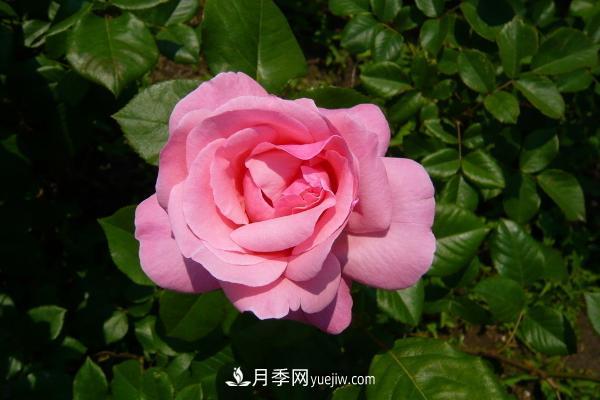 微型月季什么品種***好？微型月季怎么修剪枝葉？(圖9)