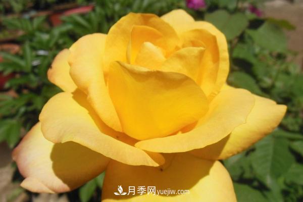 微型月季什么品種***好？微型月季怎么修剪枝葉？(圖4)