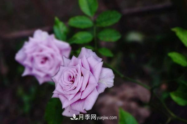 微型月季什么品種***好？微型月季怎么修剪枝葉？(圖7)