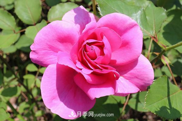 微型月季什么品種***好？微型月季怎么修剪枝葉？(圖5)