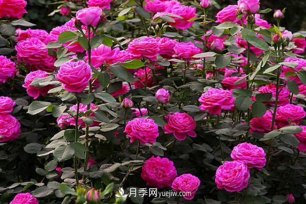 微型月季什么品種***好？微型月季怎么修剪枝葉？(圖12)