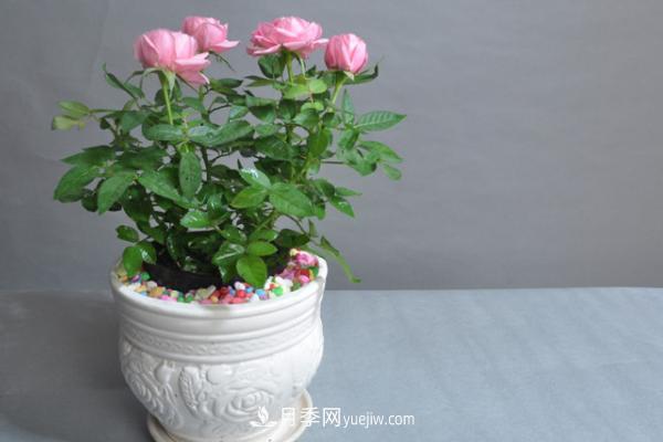 微型月季什么品種***好？微型月季怎么修剪枝葉？(圖11)