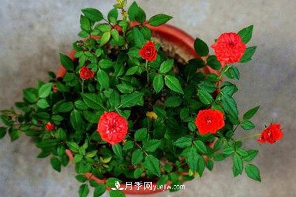 微型月季什么品種***好？微型月季怎么修剪枝葉？(圖10)