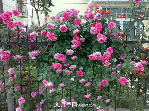 藤本月季批發(fā)價(jià)格多少錢一棵？藤本月季怎么爬藤？(圖3)