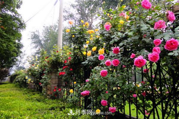 家庭陽臺怎么養(yǎng)藤本月季？盆栽藤本月季怎么澆水？(圖1)