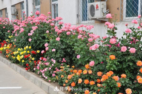 家庭陽臺怎么養(yǎng)藤本月季？盆栽藤本月季怎么澆水？(圖2)