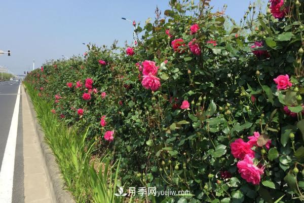 家庭陽臺怎么養(yǎng)藤本月季？盆栽藤本月季怎么澆水？(圖3)