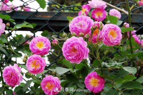 藤本月季怎么修剪枝葉？藤本月季如何過冬？(圖3)
