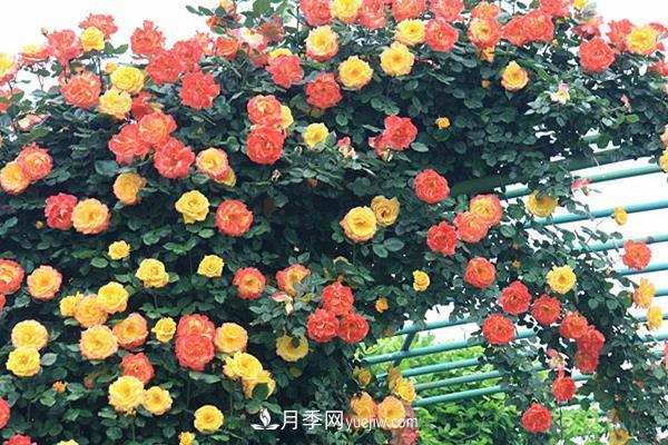 藤本月季怎么修剪枝葉？藤本月季如何過冬？(圖1)