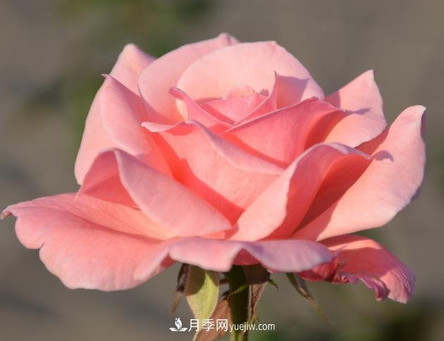 月季花的栽培技術和***佳種植時間？(圖2)