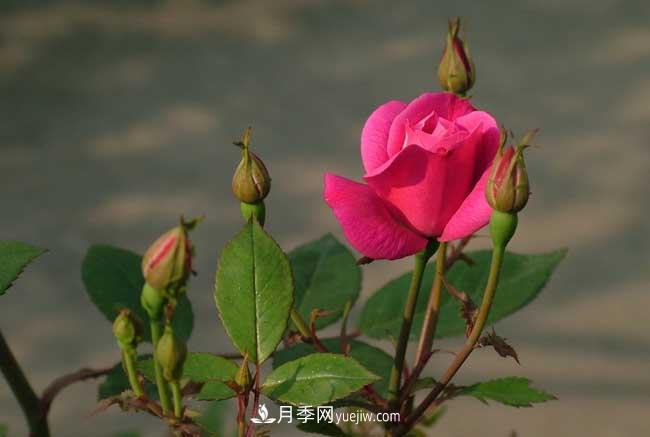 月季花的栽培技術和***佳種植時間？(圖1)