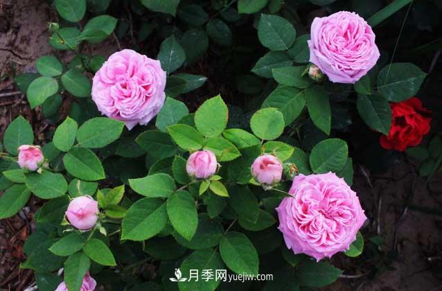 月季花什么時候開花？什么時候播種？(圖1)