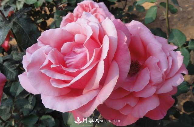 月季花什么時候開花？什么時候播種？(圖2)