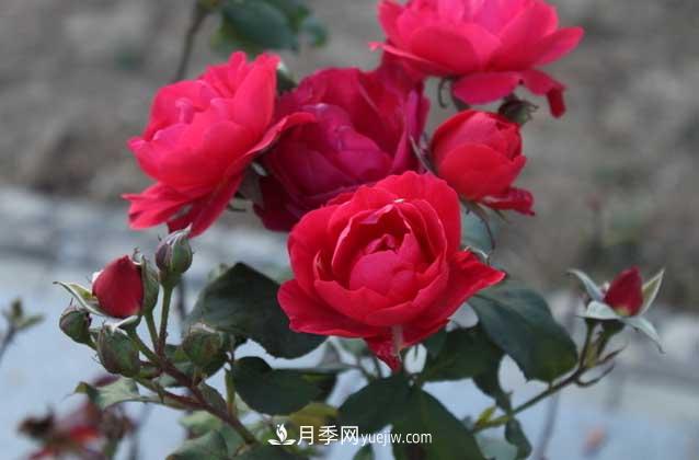 月季花什么時候開花？什么時候播種？(圖3)