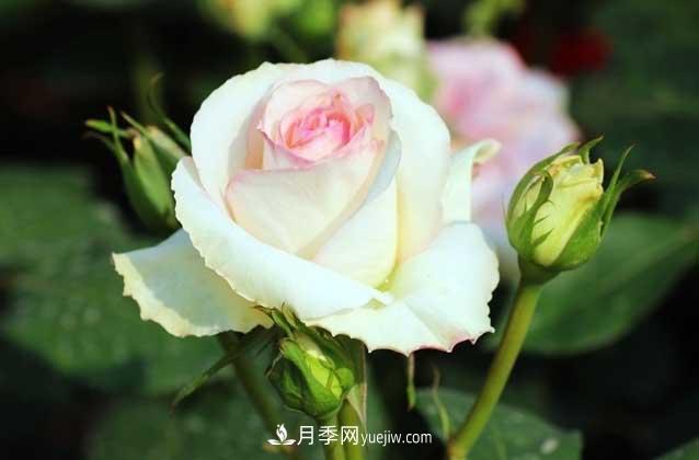 盆栽月季花怎么養(yǎng)？對環(huán)境有什么要求？(圖1)
