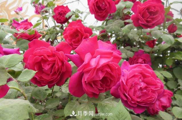 盆栽月季花怎么養(yǎng)？對環(huán)境有什么要求？(圖3)
