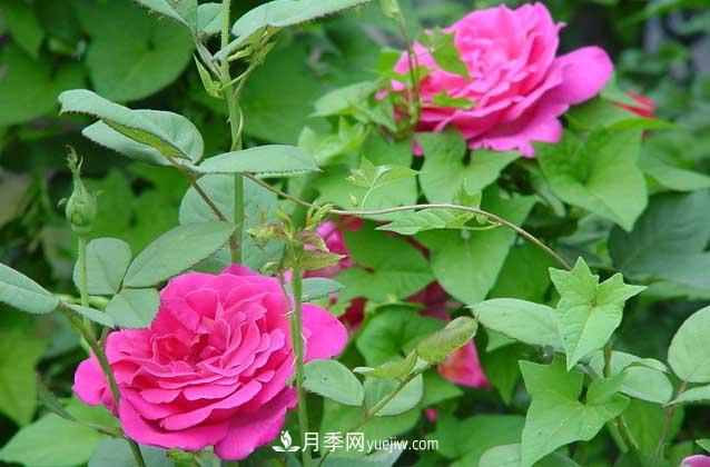 盆栽月季花怎么養(yǎng)？對環(huán)境有什么要求？(圖2)