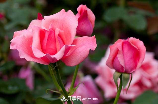 盆栽月季花怎么養(yǎng)？對環(huán)境有什么要求？(圖4)
