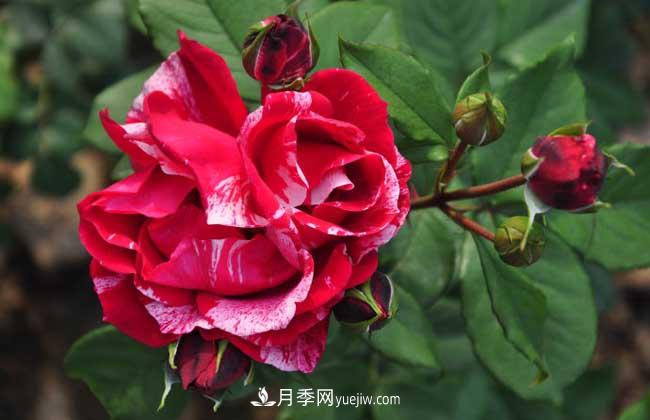 月季花葉子發(fā)黃怎么辦？種植前景如何？(圖1)
