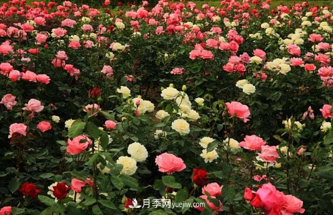 月季花葉子發(fā)黃怎么辦？種植前景如何？(圖5)