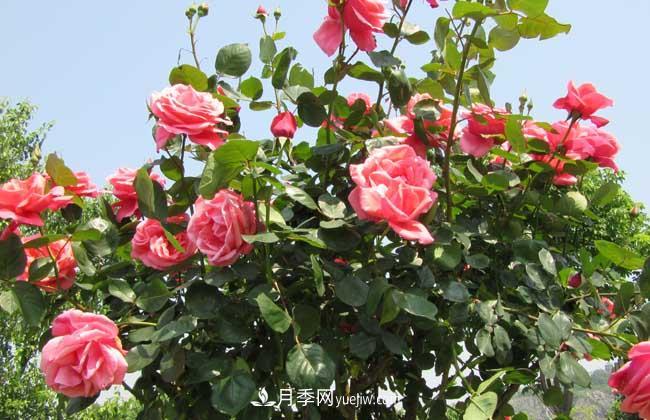 月季花葉子發(fā)黃怎么辦？種植前景如何？(圖3)