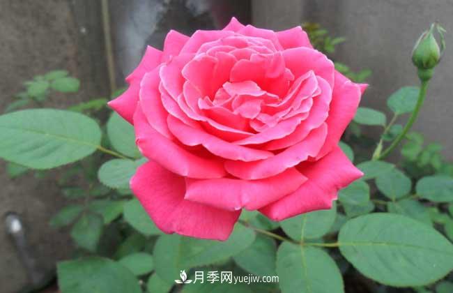 月季花葉子發(fā)黃怎么辦？種植前景如何？(圖4)