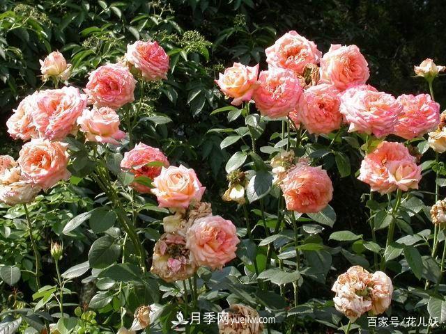 盆栽月季花掌握4個(gè)小技巧，長得“花繁葉茂”不難！(圖1)