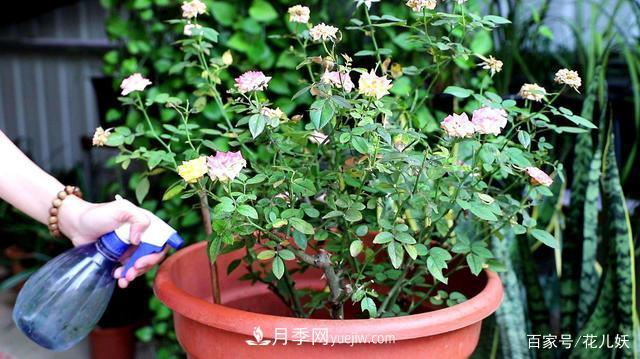 盆栽月季花掌握4個(gè)小技巧，長得“花繁葉茂”不難！(圖2)