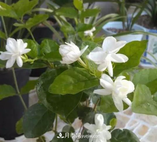 初冬適合養(yǎng)哪些花？這6種花好養(yǎng)又好看！(圖1)
