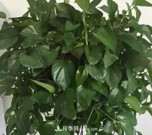 初冬適合養(yǎng)哪些花？這6種花好養(yǎng)又好看！(圖2)